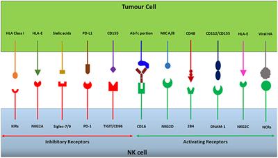 Sugar Free: Novel Immunotherapeutic Approaches Targeting Siglecs and Sialic Acids to Enhance Natural Killer Cell Cytotoxicity Against Cancer